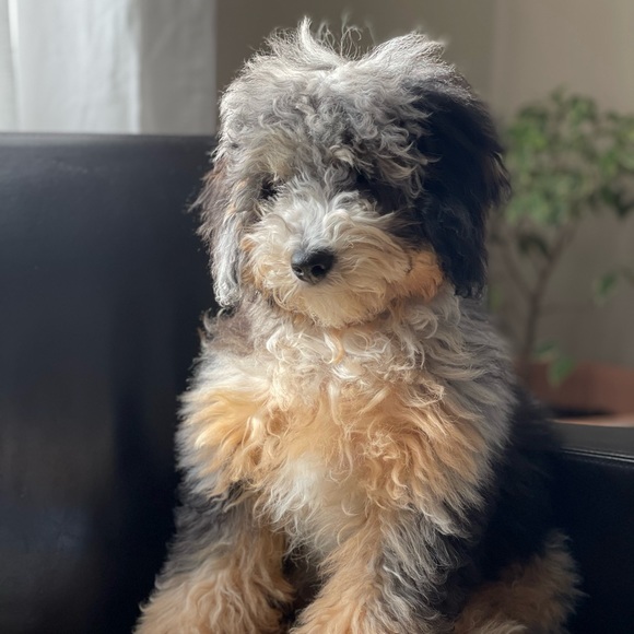 Meet your Posher, Johnny - Picture 1 of 1